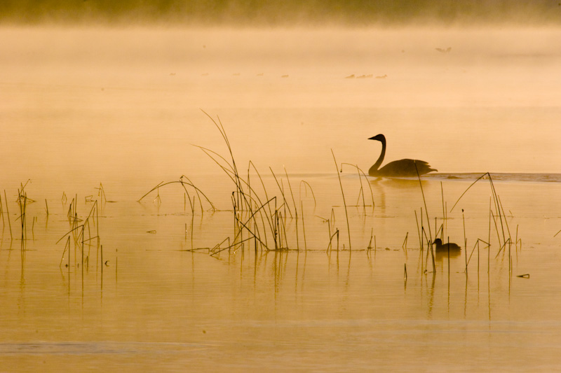 Trumpeter Swan And American Coot On Lake Sammamish